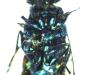 Chrysis inaequalis